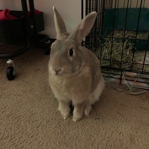 Meet your Posher, Alison